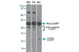 Western blot analysis of CASP7 in Jurkat cells using CASP7 monoclonal antibody, clone 25B881.