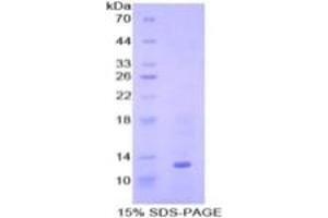 SDS-PAGE of Protein Standard from the Kit  (Highly purified E. (BMP7 ELISA Kit)
