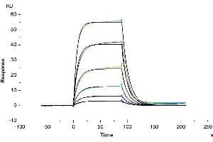 Surface Plasmon Resonance (SPR) image for Activated Leukocyte Cell Adhesion Molecule (ALCAM) (AA 28-526) protein (Fc Tag) (ABIN7273817)