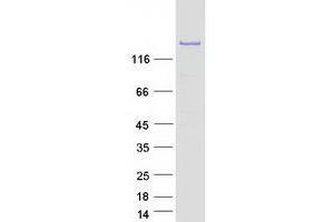 Validation with Western Blot (PHLPP2 Protein (Myc-DYKDDDDK Tag))