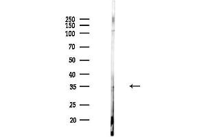 Western blot analysis of lysates from HUVEC cells, using RASSF4 Antibody at 1/1000 dilution.