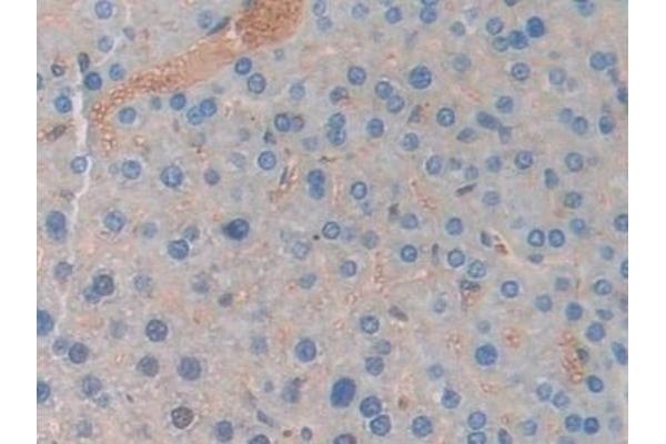 LCN5 antibody  (AA 28-187)