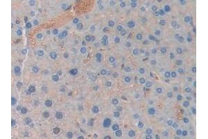 Detection of LCN5 in Mouse Liver Tissue using Polyclonal Antibody to Lipocalin 5 (LCN5) (LCN5 antibody  (AA 28-187))