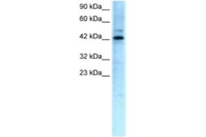 Western Blotting (WB) image for anti-Transcription Factor-Like 5 (Basic Helix-Loop-Helix) (TCFL5) antibody (ABIN2460237) (TCFL5 antibody)