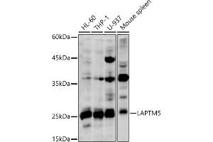 Western blot analysis of extracts of various cell lines, using L antibody (ABIN7268342) at 1:1000 dilution. (LAPTM5 antibody)