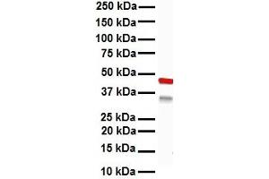 WB Suggested Anti-KRT15 antibody Titration: 1 ug/mL Sample Type: Human Hela (KRT15 antibody  (C-Term))