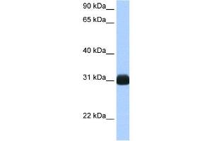 WB Suggested Anti-RBPMS AntibodyTitration: 0. (RBPMS antibody  (N-Term))