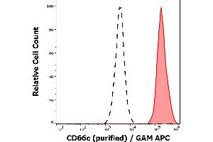 Separation of neutrophil granulocytes stained anti-human CD66c (B6. (CEACAM6 antibody)