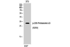 Western Blotting (WB) image for anti-Proteasome Subunit Alpha Type 3 (PSMA3) (pSer250) antibody (ABIN3182292) (PSMA3 antibody  (pSer250))