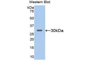 Western Blotting (WB) image for anti-Sirtuin 1 (SIRT1) (AA 236-490) antibody (ABIN3203821) (SIRT1 antibody  (AA 236-490))