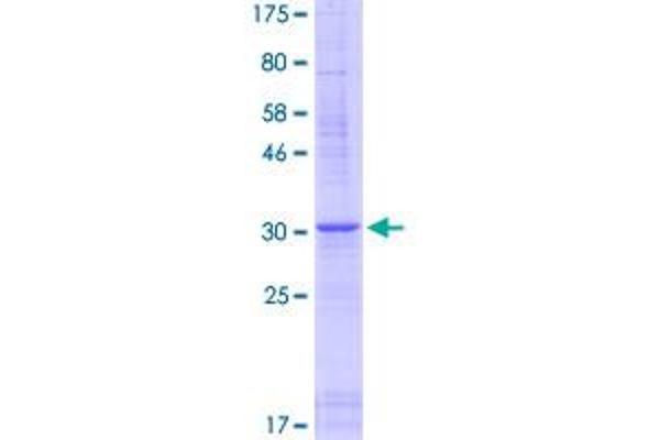 DEFB110 Protein (AA 1-62) (GST tag)