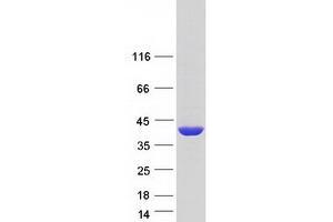 Validation with Western Blot (NAGK Protein (Myc-DYKDDDDK Tag))