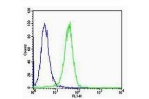 HeLa cells probed with Rabbit Anti-Calreticulin Polyclonal Antibody  Alexa Fluor 488 Conjugated Secondary. (Calreticulin antibody  (AA 101-200))