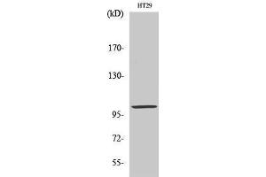 Western Blotting (WB) image for anti-Actinin, alpha 3 (ACTN3) (N-Term) antibody (ABIN3173668) (ACTN3 antibody  (N-Term))