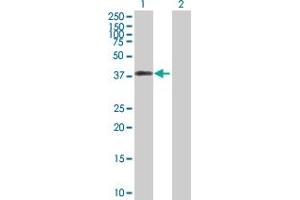 Western Blot analysis of DFFA expression in transfected 293T cell line by DFFA MaxPab polyclonal antibody. (DFFA antibody  (AA 1-331))