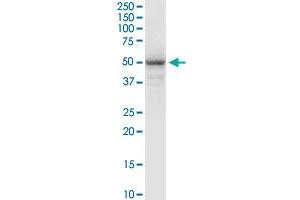 FAIM3 MaxPab rabbit polyclonal antibody. (FAIM3 antibody  (AA 1-390))
