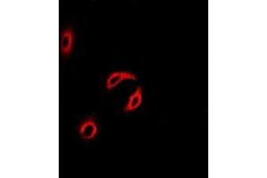 Immunofluorescence (IF) image for anti-Centrin, EF-Hand Protein, 2 (CETN2) (full length) antibody (ABIN6005128) (CETN2 antibody  (full length))