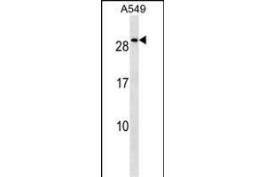 NKX2-8 Antibody (N-term) (ABIN1539275 and ABIN2849562) western blot analysis in A549 cell line lysates (35 μg/lane). (NKX2-8 antibody  (N-Term))