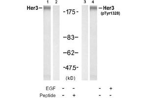 Image no. 4 for anti-Receptor Tyrosine-Protein Kinase ErbB-3 (ERBB3) (pTyr1328) antibody (ABIN319274) (ERBB3 antibody  (pTyr1328))
