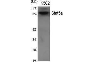 Western Blot (WB) analysis of specific cells using Stat5a Polyclonal Antibody. (STAT5A antibody  (Internal Region))