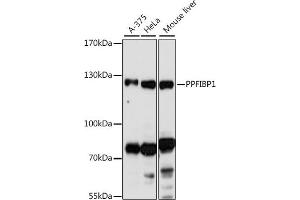 Western blot analysis of extracts of various cell lines, using PPFIBP1 antibody (ABIN7269746) at 1:1000 dilution. (PPFIBP1 antibody  (AA 846-1005))