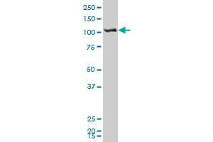 SH3BP4 antibody  (AA 1-110)