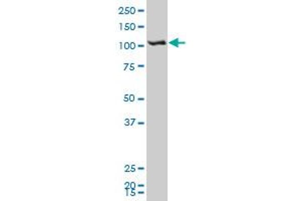 SH3BP4 antibody  (AA 1-110)