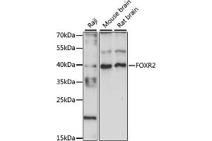 Western blot analysis of extracts of various cell lines, using FOXR2 antibody (ABIN6290408) at 1:1000 dilution. (FOXR2 antibody)