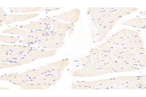 Detection of TAZ in Mouse Skeletal muscle Tissue using Polyclonal Antibody to Tafazzin (TAZ) (TAZ antibody  (AA 46-240))
