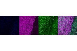 Immunohistochemistry (IHC) image for anti-Microtubule-Associated Protein 2 (MAP2) antibody (ABIN7456240) (MAP2 antibody)