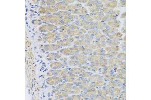 Immunohistochemistry of paraffin-embedded mouse stomach using EFHC1 antibody (ABIN5975244) at dilution of 1/100 (40x lens).