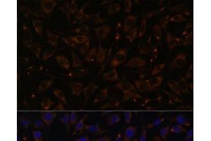 Immunofluorescence analysis of L929 cells using PLLP Polyclonal Antibody at dilution of 1:100. (Plasmolipin antibody)