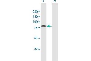 MALT1 antibody  (AA 1-813)