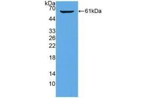 Detection of Recombinant HMWK, Mouse using Polyclonal Antibody to High Molecular Weight Kininogen (HMWK) (Kininogen (HMW) antibody  (AA 268-540))
