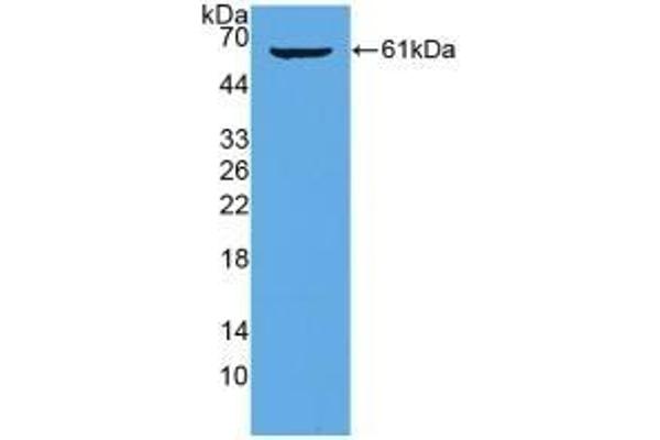 Kininogen (HMW) Antikörper  (AA 268-540)