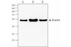 Western Blotting (WB) image for anti-Actin, beta (ACTB) antibody (ABIN2666098) (beta Actin antibody)