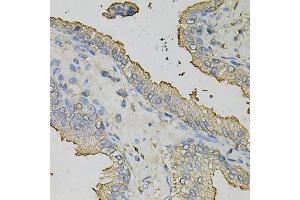 Immunohistochemistry of paraffin-embedded human prostate using AZGP1 Antibody (ABIN1876553) at dilution of 1:100 (40x lens). (AZGP1 antibody)