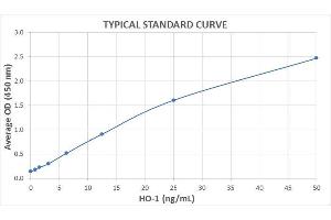 Typical Standard Curve for the HO-1 ELISA Kit (Enzyme-Linked Immunosorbent Assay).