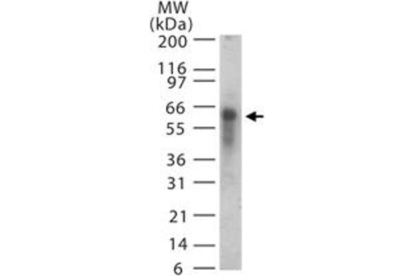 ASB3 抗体  (AA 63-75)