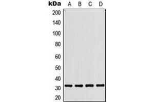 Western blot analysis of CD279 expression in THP1 (A), HepG2 (B), mouse liver (C), H9C2 (D) whole cell lysates. (PD-1 antibody  (Center))