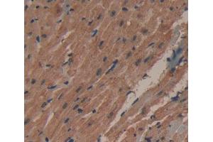 Used in DAB staining on fromalin fixed paraffin- embedded heart tissue (PECI/ECI2 antibody  (AA 233-391))