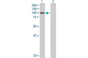 Western Blot analysis of ZNF84 expression in transfected 293T cell line by ZNF84 MaxPab polyclonal antibody. (ZNF84 antibody  (AA 1-738))