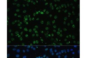 Immunofluorescence analysis of C6 cells using DDX39B Polyclonal Antibody at dilution of 1:100 (40x lens).