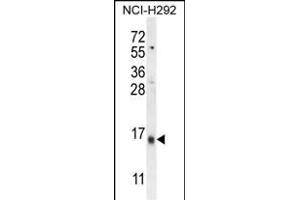 LY6G6C Antibody (C-term) (ABIN654496 and ABIN2844228) western blot analysis in NCI- cell line lysates (35 μg/lane). (LY6G6C antibody  (C-Term))