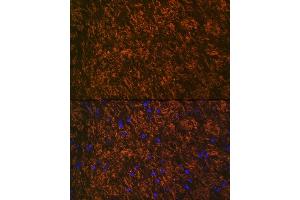 Immunofluorescence analysis of rat brain using Myelin oligodendrocyte glycoprotein Rabbit mAb (ABIN7268722) at dilution of 1:100 (40x lens). (MOG antibody)