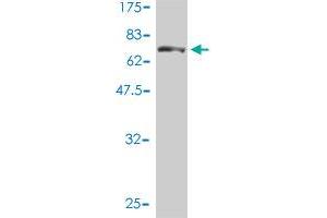 Western Blot detection against Immunogen (77. (Aspartyl Aminopeptidase antibody  (AA 1-475))