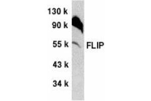 Western blot analysis of FLIP in NIH/3T3 whole cell lysate with AP30340PU-N FLIP antibody at 1/500 dilution. (FLIP antibody  (C-Term))