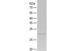 Western Blotting (WB) image for EGF-Like-Domain, Multiple 7 (EGFL7) (AA 24-273) protein (His-IF2DI Tag) (ABIN7122747)