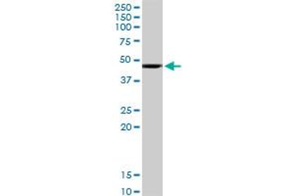 HOMER1 antibody  (AA 1-354)