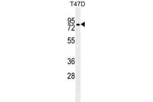 ZNF69 Antibody (C-term) western blot analysis in T47D cell line lysates (35 µg/lane). (ZFP69 antibody  (C-Term))